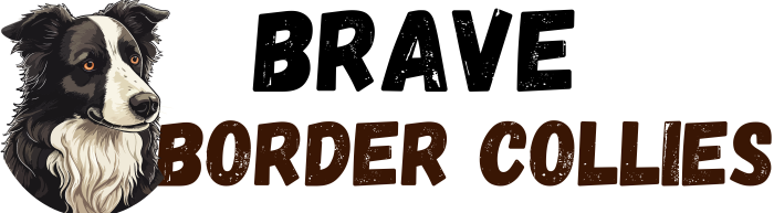 BRAVE BORDER COLLLIES